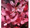 Барбарис  Тунберга Роуз Глоу (Rose Glow) С2